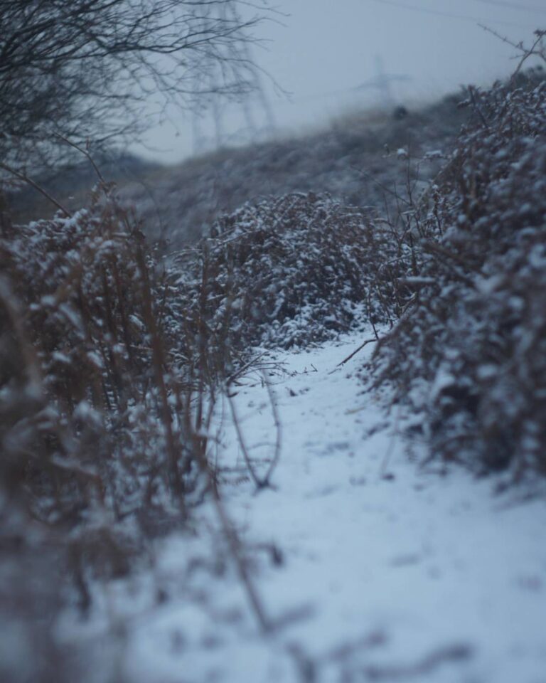 #photography #snow #mosswood #sony #mirrorless #helios #helios44 #bokehliscious #bokeh #swerlybokeh…