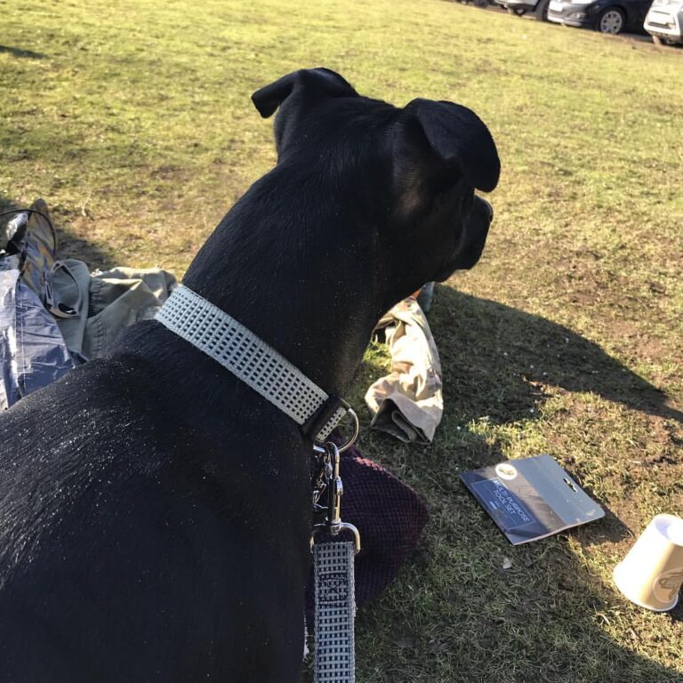 Put an lmg on its harness and doggles and you’ve got an airsoft operator dog #airsoft #dog