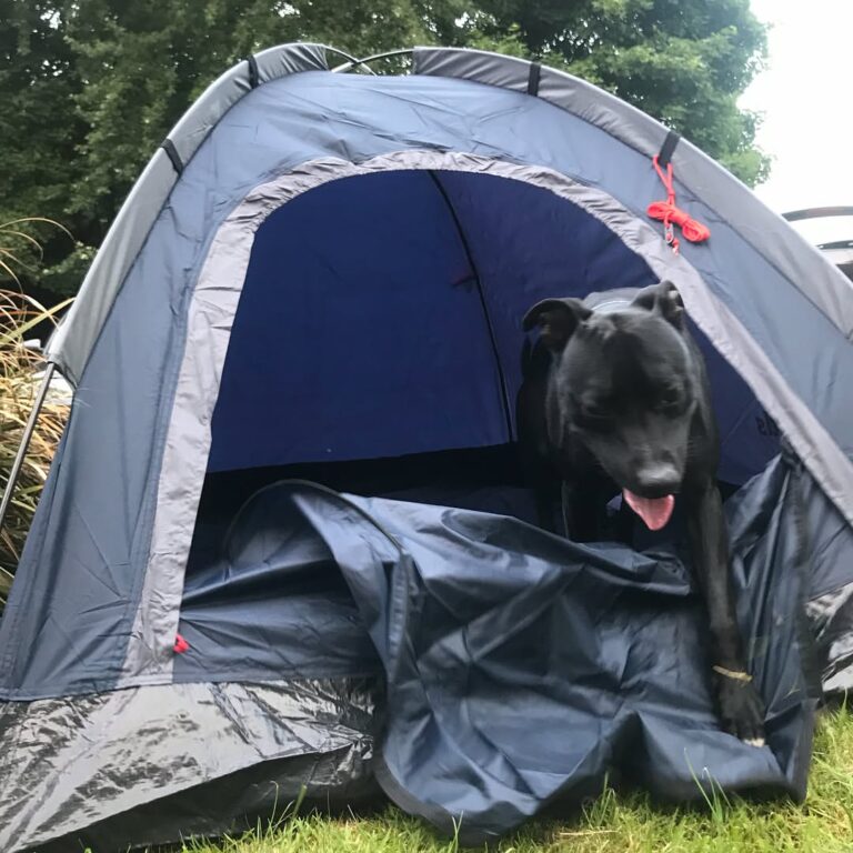 The puppo ain’t a fan of the tent @alfie_the_puppo @amycrossleyy #dog #dogsofinstagram #whippetstaff…