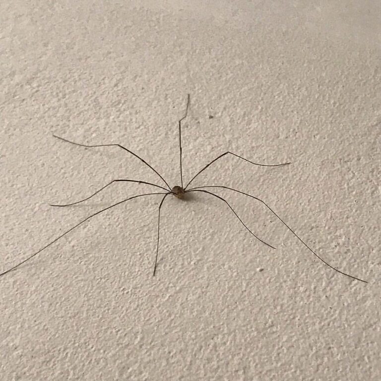 Calling in all bug experts again. What is Steven the spider he looks kinda odd #insects #insectsofin…