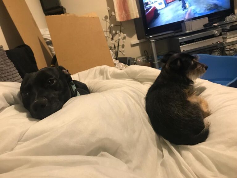 Don't mind me just chilling with the doggos . . . #dogs #dogsofinstagram #dogstagram #threeleggeddog…