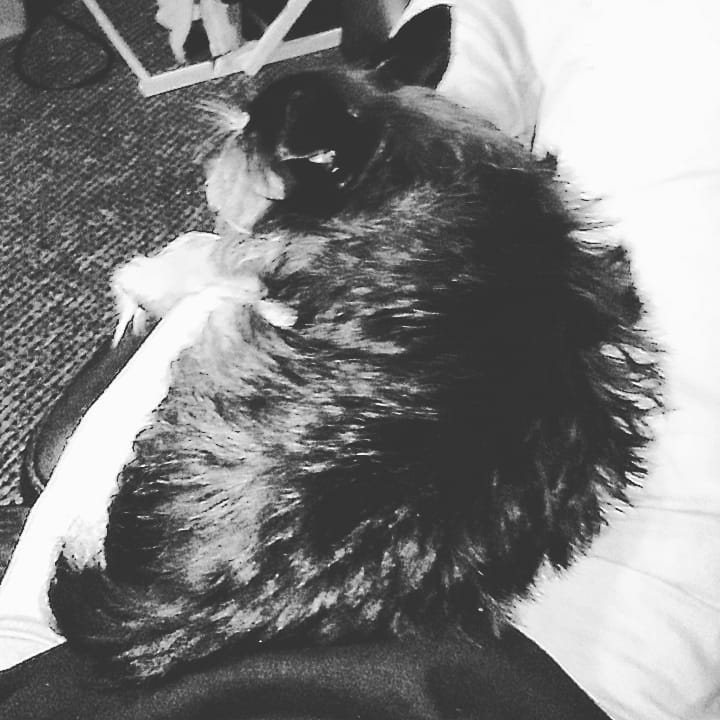 I love my scruffy little turd @scrappy_doo_three #dog #dogsofinstagram #threeleggeddog #chill