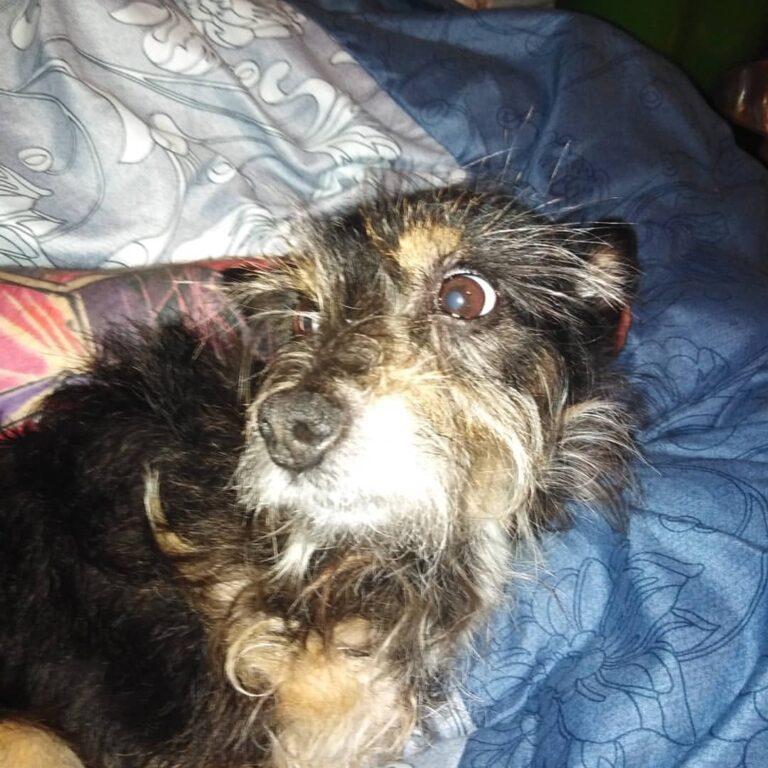 I tried to take a cute photo of my pupper but accidentally left the flash on and now he looks like t…