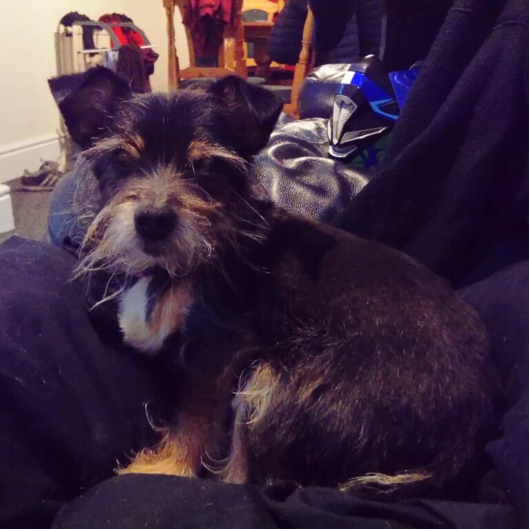 Just chilling with my gorgeous boy. #dog #pupper #dogsofinstagram #threeleggeddog