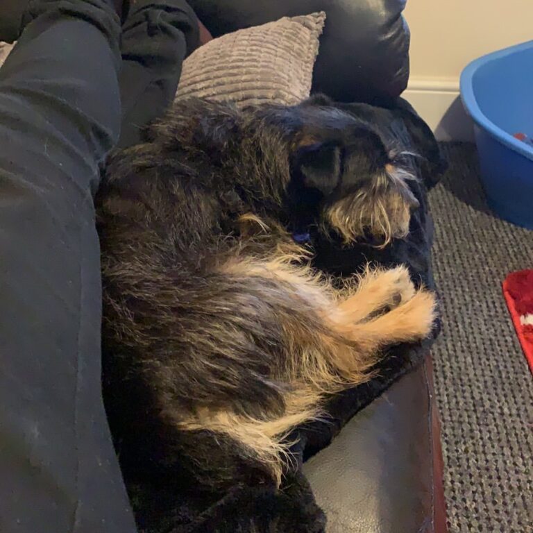 My sleepy puppy is better than yours. #olddog #threeleggeddog #dog #puppy #dogsofinstagram