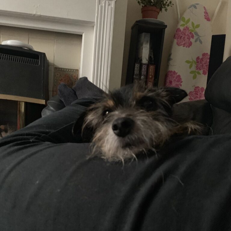 My dog is better than yours #dogsofinstagram #dog #threeleggeddog #scrappydoo