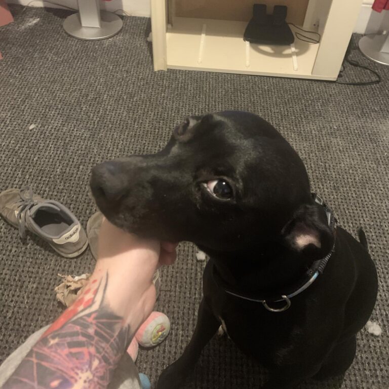 Why does this animal require constant physical contact