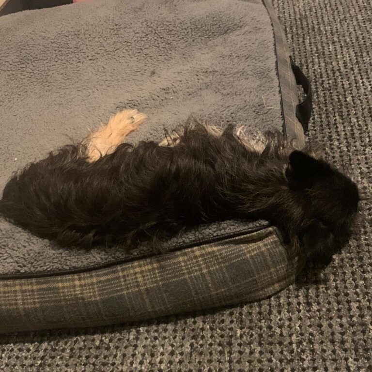 You okay mate? I think my dog is sad