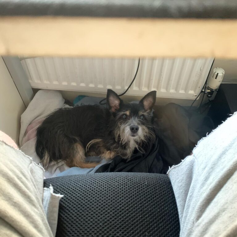 Working from home with my best mate