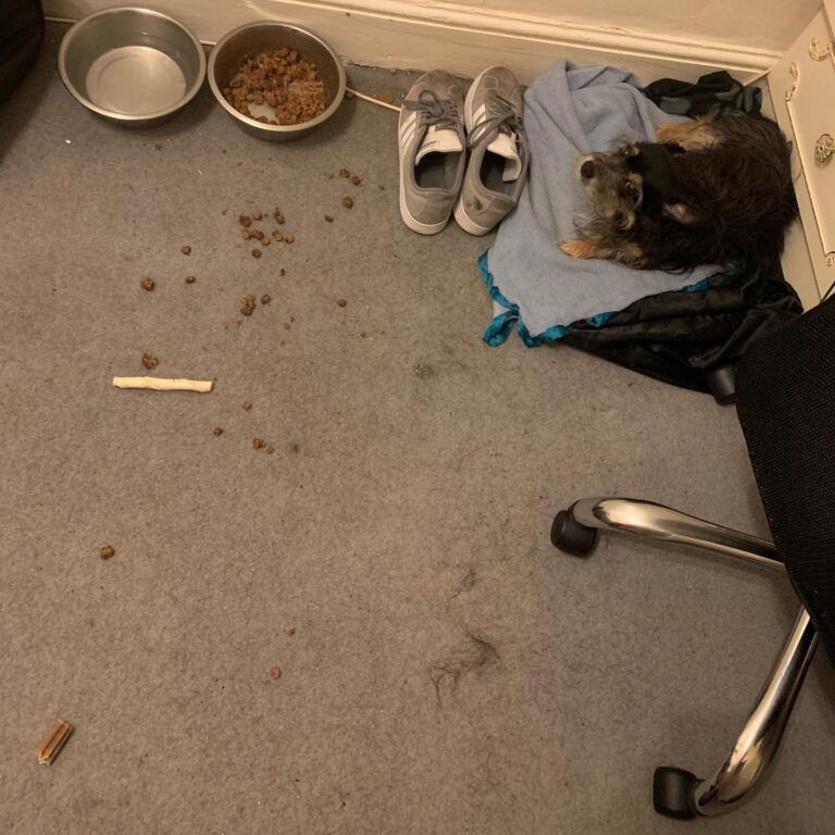 Dog update Since quarantine I have to hoover the office everyday