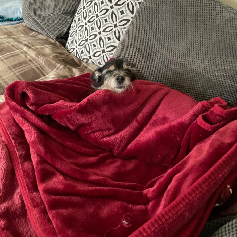 My dog is better than yours He loves the soft blankets #dogsofinstagram #dog #threeleggeddog #scrapp…