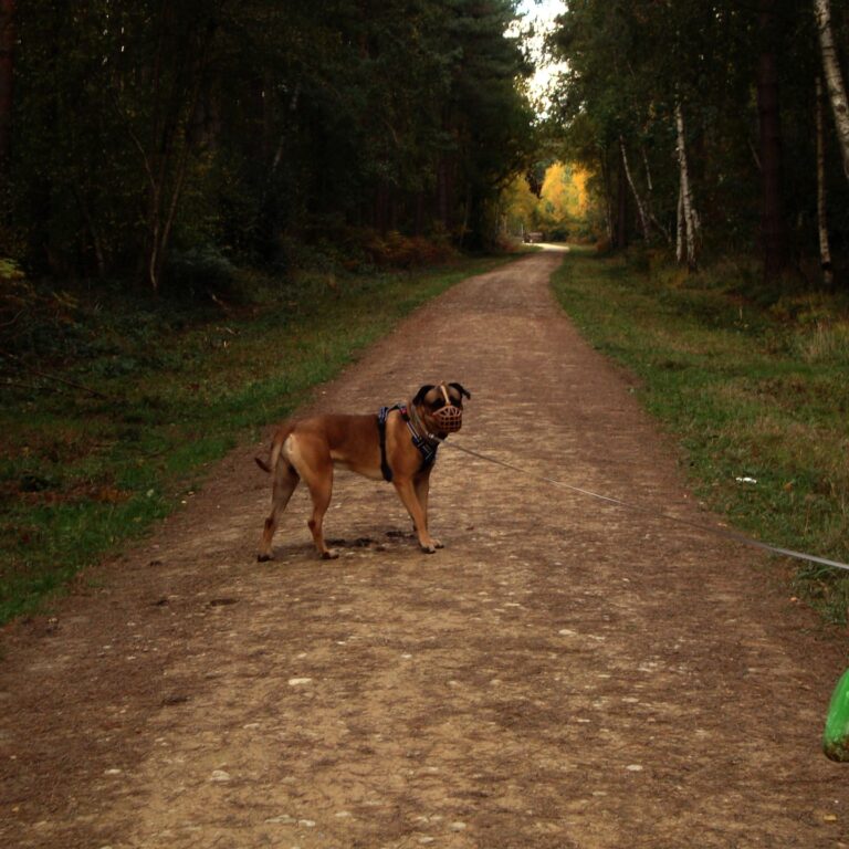 Sherwood Forrest 📷 Sony Cybershot W130 #digicam #ointandshoot #sony #cybershot #film #35mm #kodak #i…